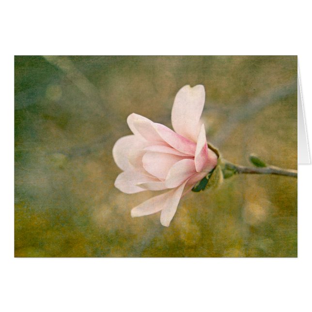 Magnolia Queen (Anverso (Horizontal))