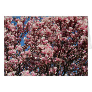 Magnolia rosada
