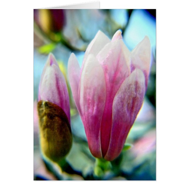 Magnolia Spires (Frente)