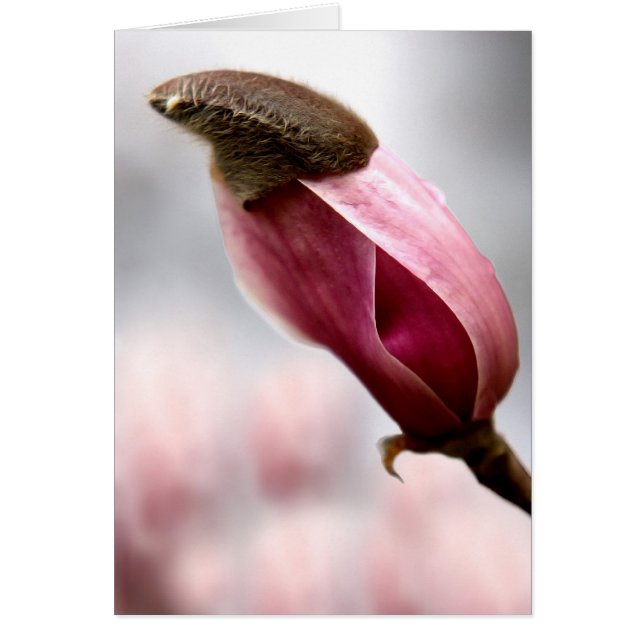 Magnolia tapada (Frente)