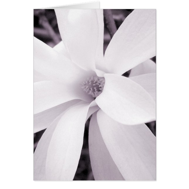 Magnolia - Vertical (Frente)