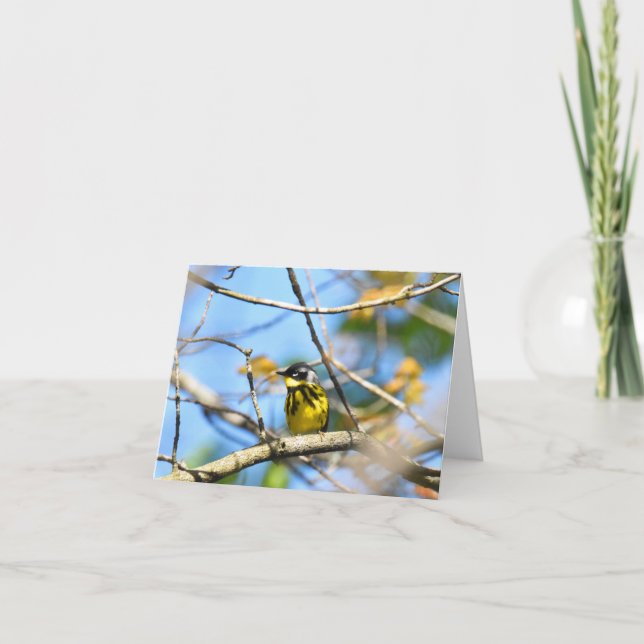 Magnolia Warbler - Tarjeta de nota en blanco (Anverso)