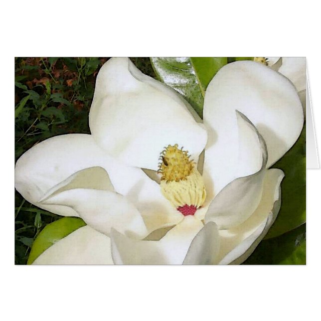 Magnolia White (Anverso (Horizontal))