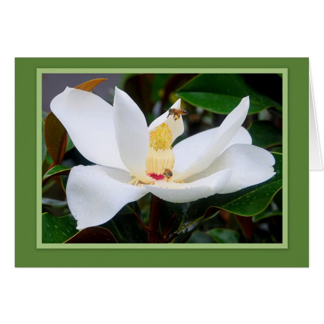 Magnolia y abejas Tarjeta de marco verde (Anverso (Horizontal))