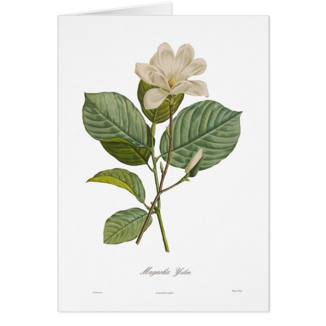 Magnolia yulan (Frente)