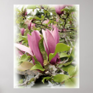 Magnolias japonesas - impresión de la acuarela de