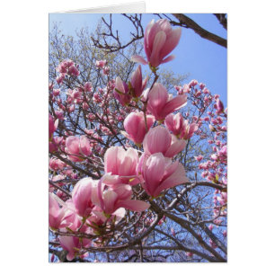 magnolias rosadas