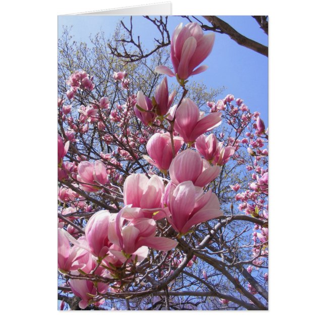 magnolias rosadas (Frente)