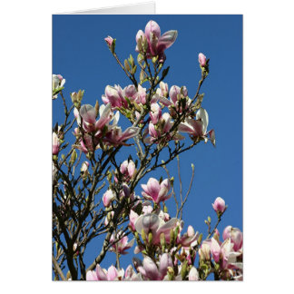 Magnolias y cielo
