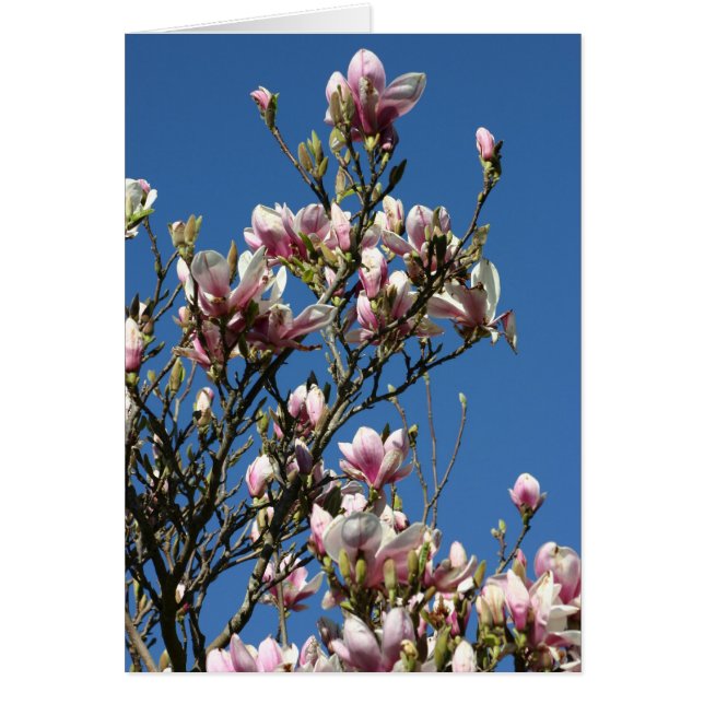 Magnolias y cielo (Frente)