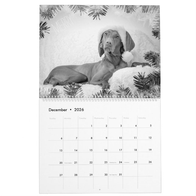 Magyar Vizsla perros calendarios black & white (Dec 2026)