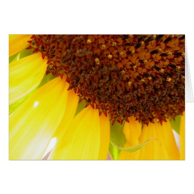 Mai Maniera (Anverso (Horizontal))