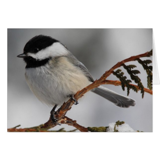 Maine Chickadee (Anverso (Horizontal))