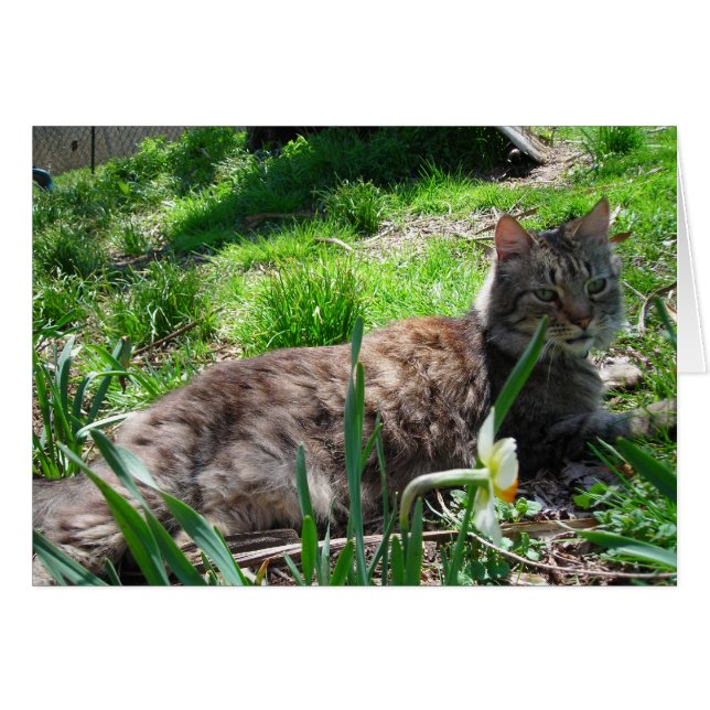 Maine Coon Cat (Anverso (Horizontal))