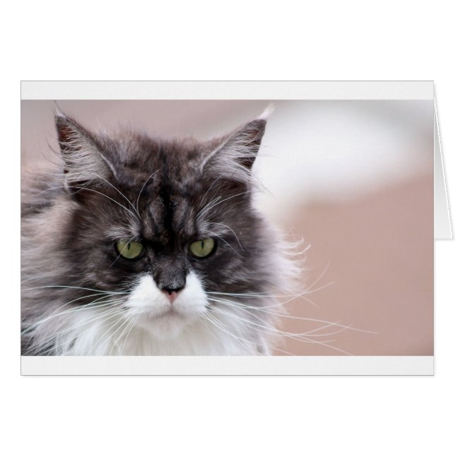 Maine Coon Cat (Anverso (Horizontal))