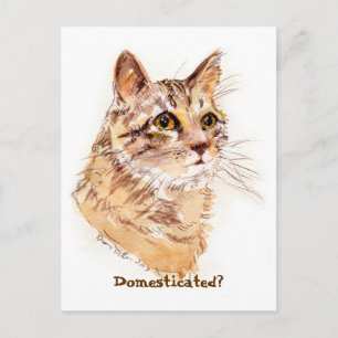 Maine Coon CAT: ¿Domesticado? postal