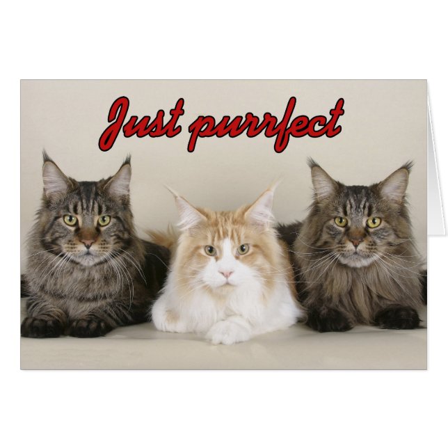 Maine Coon Cats (Anverso (Horizontal))