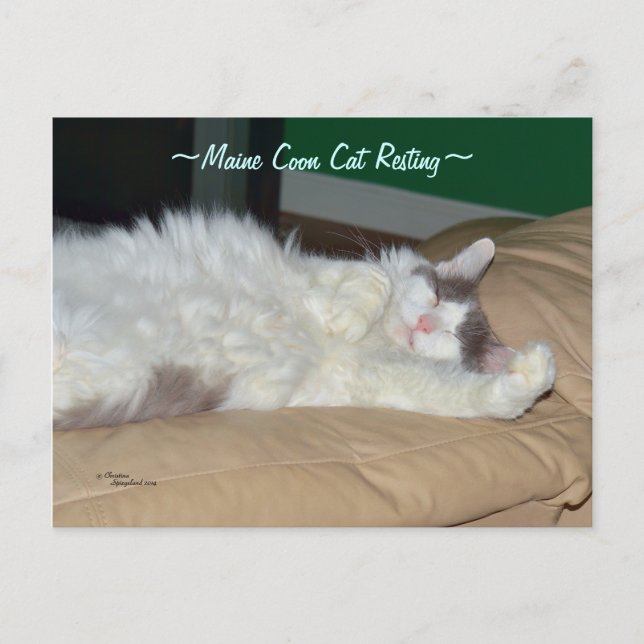 Maine Coon gato durmiendo tarjeta postal (Anverso)