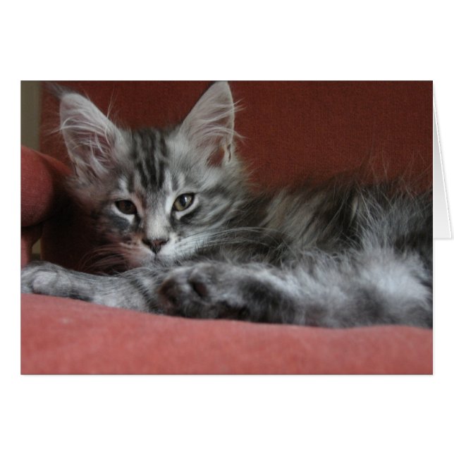Maine Coon kitten, un joven y somnoliento estudian (Anverso (Horizontal))