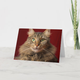 Maine Coon para Navidad con coleccionista
