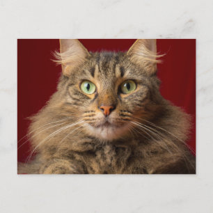 Maine Coon para Navidad con coleccionista