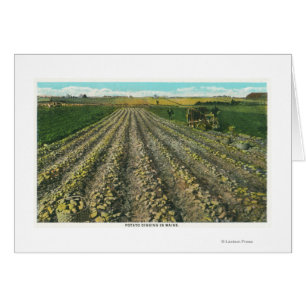 MaineView de una granja de papas en Maine