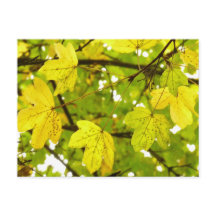 Maíz de campo amarillo deja postal