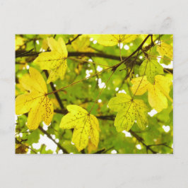 Maíz de campo amarillo deja postal