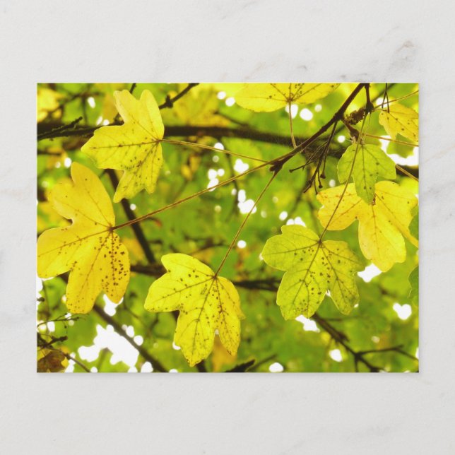 Maíz de campo amarillo deja postal (Anverso)