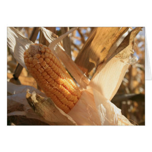 Maíz de campo en Stalk