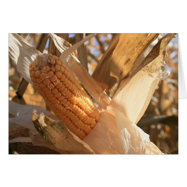 Maíz de campo en Stalk (Anverso (Horizontal))