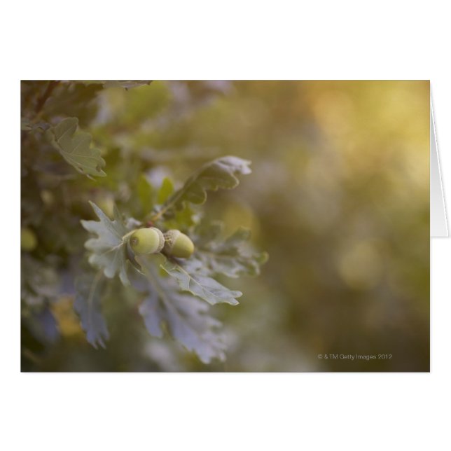 Maíz en roble. (Anverso (Horizontal))