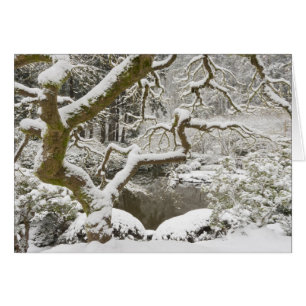 Maíz japonés cubierto de nieve