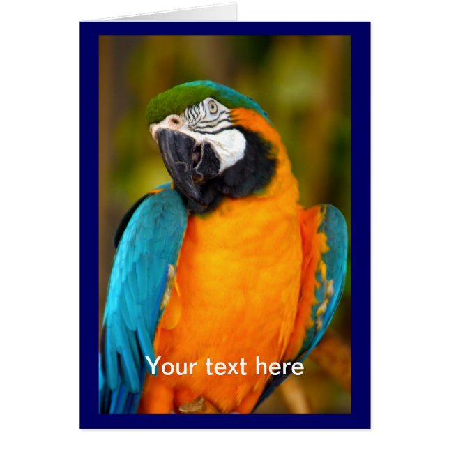 Majestic Macaw (Frente)