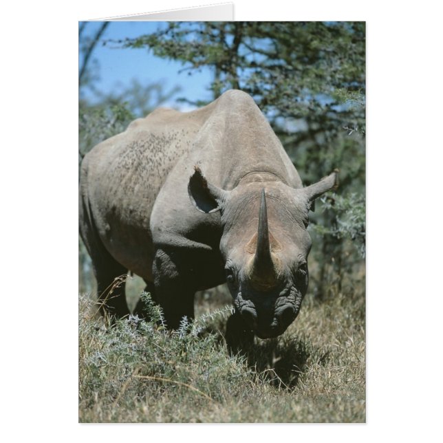 Majestic Rhino (Frente)