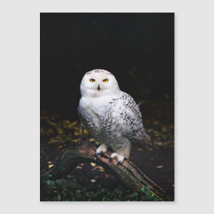 Majestuoso búho de invierno