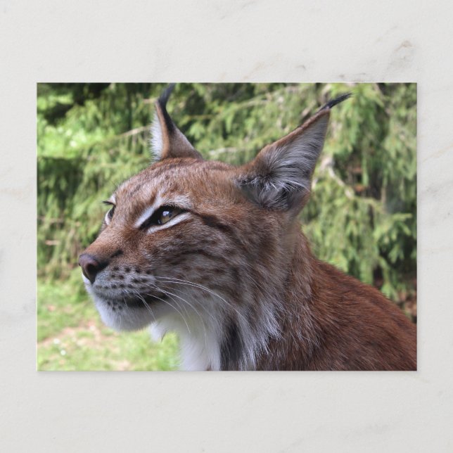 Majestuoso Lynx eurasiático en la postal del zooló (Anverso)