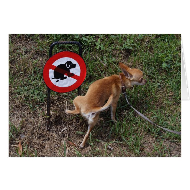 Mal chihuahua (Anverso (Horizontal))