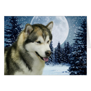 Malamuta