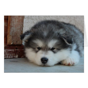 Malamute de Alaska