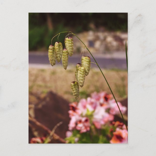 Malas en mi postal de jardín (Anverso)