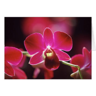 Malasia, Orquídea