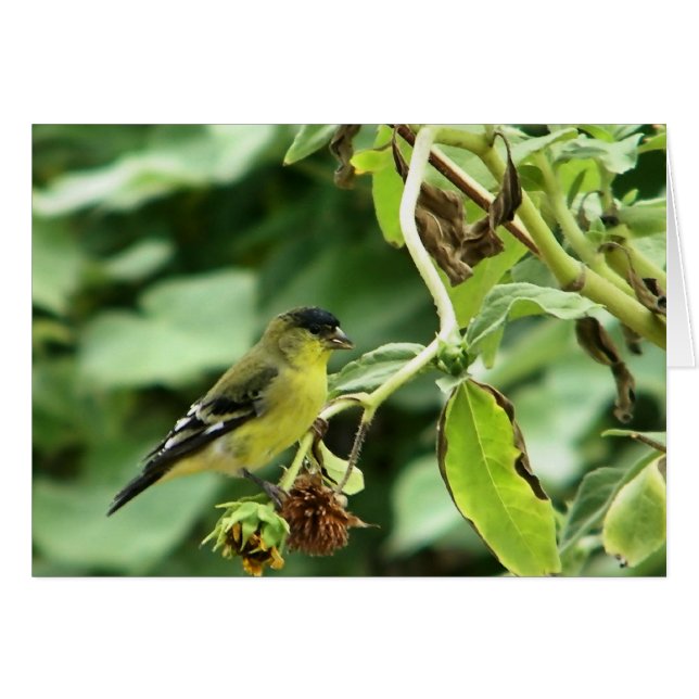 Male American Goldfinch (Anverso (Horizontal))