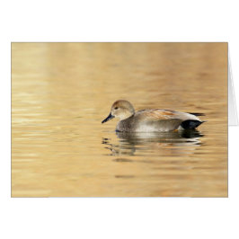 Malé Gadwall