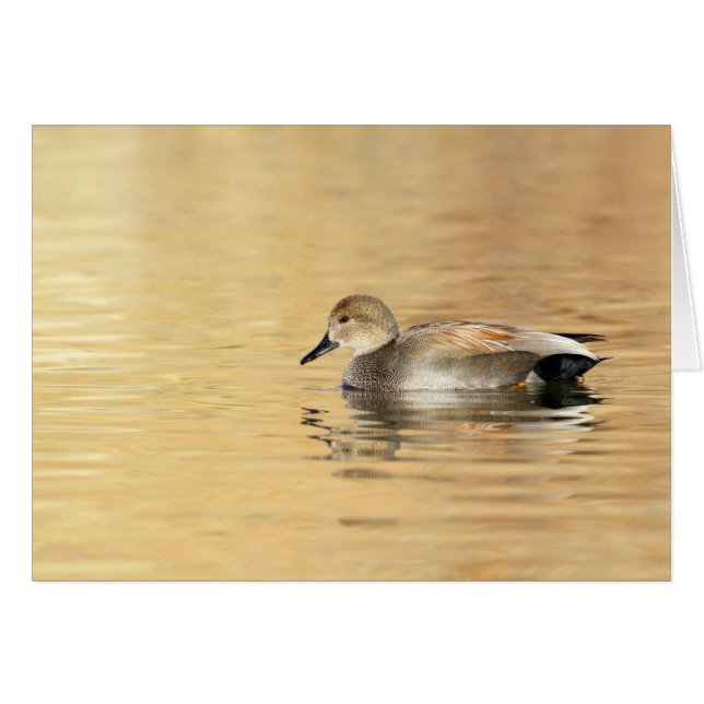 Malé Gadwall (Anverso (Horizontal))