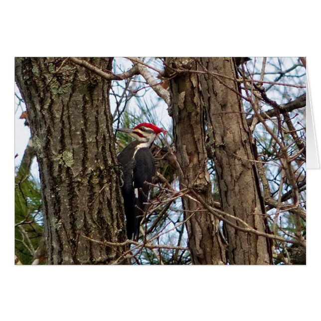 Male Pileated Woodpecker (Anverso (Horizontal))