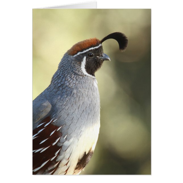 Male Quail (Frente)