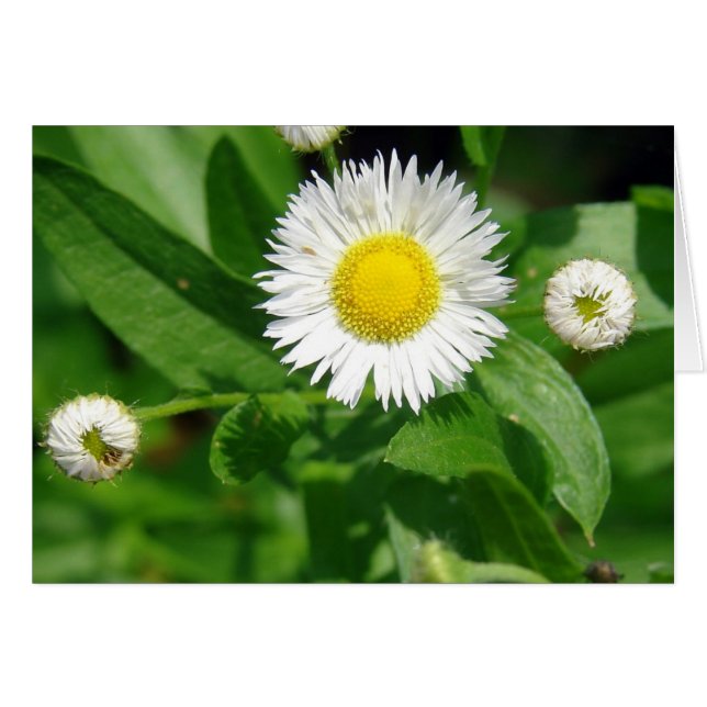 Maleza de Flor Blanca (Anverso (Horizontal))