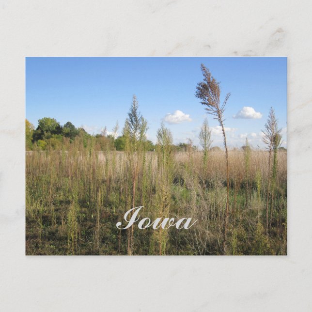 Malezas, árboles y postal Sky Iowa (Anverso)