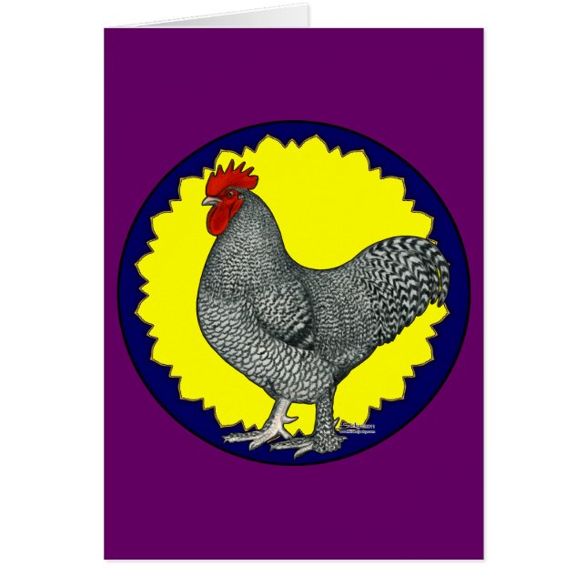 Maline Rooster (Frente)